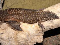 Egernia stokesii